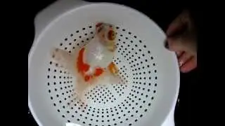 How To: Hydrogen Peroxide Swab for Goldfish I