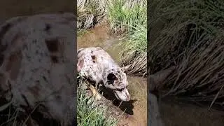Rio Burrito is at the river #dog #happydoglife #cuteanimal #dogmom #happydoghappylife #doglife