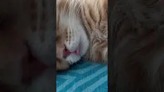 Мишка сладко спит
