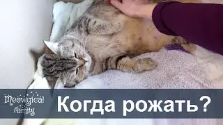 🐱 How to Tell If Your Cat Is About to Give Birth