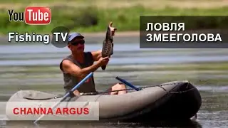 Рыбалка на Змееголова. Змееголов на поверхностные приманки