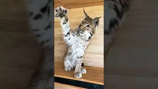 Рысёнок Локи удивил маму 🙀
