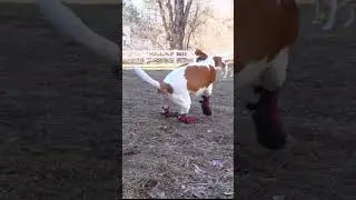 Dog Wears Shoes for First Time! 🐶❤️👟 