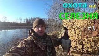 ОХОТА на СЕЛЕЗНЯ с подсадной уткой #3