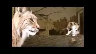 Приколы с животными август 2015  Fun with animals 2015!