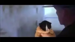 Let me see your war face (cute cat)