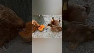 Жадные курочки 😂 