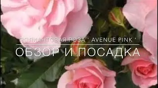 Полиантовая Роза ‘ Avenue Pink ‘ / Обзор и Посадка