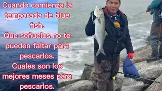 CUANDO COMIENZA LA TEMPORADA DE BLUE FISH? CUALES SON LOS MEJORES MESES PARA PESCARLOS?
