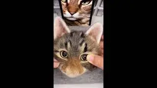 cotton Cat handmade - Homemade art #004