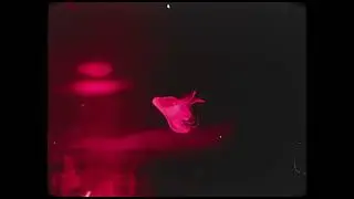 Izzamuzzic - Now or never(Mood video)