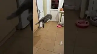 #приколы