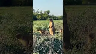Почти ручные сурки) #сурок #природа #природароссии #животные #дикаяприрода