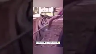 У кого есть Тигр в карте Бацзы?😂 