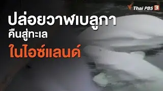 ปล่อยวาฬเบลูกาคืนสู่ทะเลในไอซ์แลนด์  (11 ส.ค. 63)