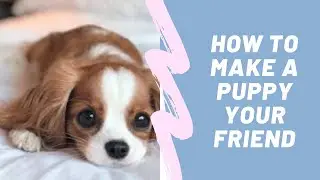 How To Make A Dog or Puppy Your Friend#dog#cute #animals