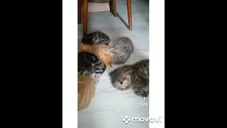 Кота банда Домашние животные кот приколы с животнымиприколы с кошками тик ток лучшее