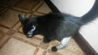 Котёнок в гипсе нога