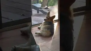 Corgi Has a Nice Booty