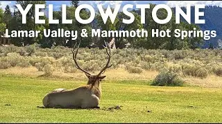 Yellowstone - Tour of Lamar Valley & Mammoth Hot Springs - Day 3 of 4