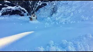 КОТ ЗАЩИЩАЕТ ПОДРУГУ ОТ ЖЕНИХОВ