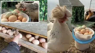 Какое гнездо лучше для кур Со Скатом или Гнездо с дыркой