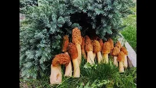 Грибная охота 2019.Самые вкусные грибы которые я пробовал