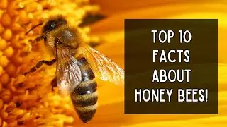 Top 10 Facts About  Honey Bees!