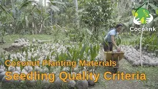 4 Seedling Quality Criteria  (Part 4/4)