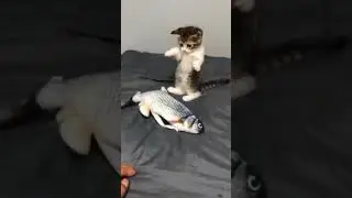 Cute or Not. #lovecats #cutcatvideo #shorts