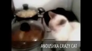 cat completely burned on fire