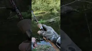 I thought it was a PIKE, but there was a CHUB 🤔 I didn't expect such a guest 