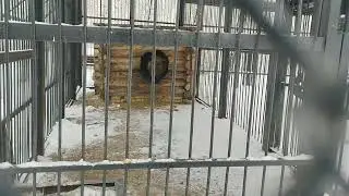 Медведь живущий в горнолыжнолыжном курорте Банное.