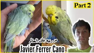 طائر البادجي حول العالم | مزرعه بطل العالم | Javier Ferrer Cano | الجزء الثاني #budgie