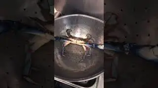 What’s Wrong With This Crab? #crabbing #bluecrab