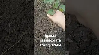 один из способов размножить хризантемы
