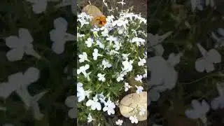 Цветы на даче #дача #рассада #огород #дом #клумба #цветы