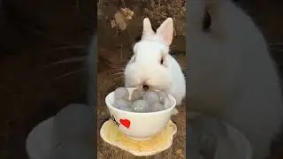 cute bunny. A beautiful moment 