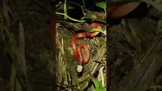 Drepanoides anomalus eating  (Culebra hoz)