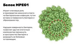 Белок MPEG1