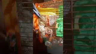 Завел хомичка