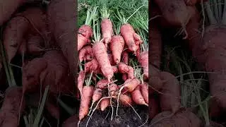 Overdid it with the fertilizer