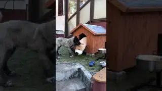 Kangal vs Bear 🐻