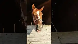 ХОЗЯИН АБЬЮЗЕР😂 #shorts #short #equestrian #horse