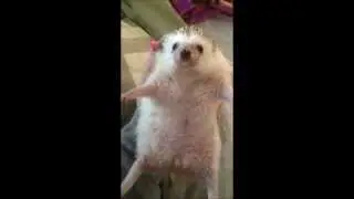 Hedgehog chillin'