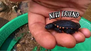 I FOUND A CHILL TURTLE! Gold Digging after MASSIVE FLOODS in Australia|