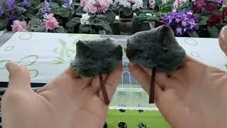 Как восстановить тургор у вялого листа фиалки?