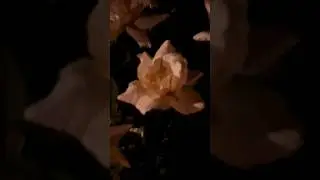 Ростов на Дону. Рубиновый вечер!