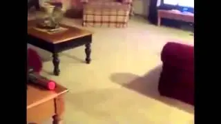 Доберман собирается на дачу)