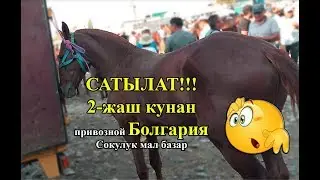 2-жаш кунан САТЫЛАТ//Болгария//привозной//Сокулук мал базар!!!